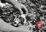 Image of cotton picking United States USA, 1920, second 55 stock footage video 65675066804