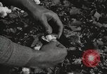 Image of cotton picking United States USA, 1920, second 56 stock footage video 65675066804