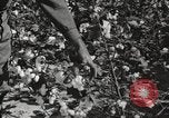 Image of cotton picking United States USA, 1920, second 58 stock footage video 65675066804