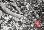 Image of cotton picking United States USA, 1920, second 59 stock footage video 65675066804