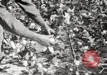 Image of cotton picking United States USA, 1920, second 60 stock footage video 65675066804