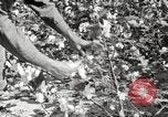 Image of cotton picking United States USA, 1920, second 61 stock footage video 65675066804