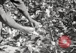 Image of cotton picking United States USA, 1920, second 62 stock footage video 65675066804
