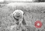 Image of wheat field United States USA, 1920, second 1 stock footage video 65675066806