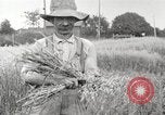 Image of wheat field United States USA, 1920, second 3 stock footage video 65675066806