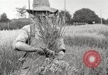 Image of wheat field United States USA, 1920, second 4 stock footage video 65675066806