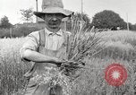 Image of wheat field United States USA, 1920, second 5 stock footage video 65675066806