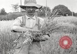 Image of wheat field United States USA, 1920, second 6 stock footage video 65675066806