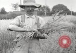 Image of wheat field United States USA, 1920, second 7 stock footage video 65675066806