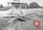 Image of wheat field United States USA, 1920, second 8 stock footage video 65675066806