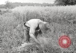 Image of wheat field United States USA, 1920, second 9 stock footage video 65675066806