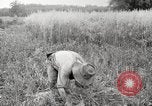 Image of wheat field United States USA, 1920, second 10 stock footage video 65675066806