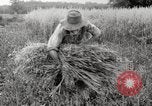Image of wheat field United States USA, 1920, second 12 stock footage video 65675066806
