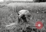 Image of wheat field United States USA, 1920, second 13 stock footage video 65675066806