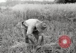 Image of wheat field United States USA, 1920, second 14 stock footage video 65675066806