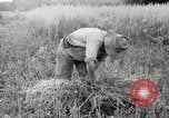 Image of wheat field United States USA, 1920, second 15 stock footage video 65675066806