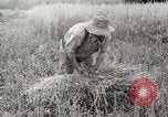 Image of wheat field United States USA, 1920, second 16 stock footage video 65675066806