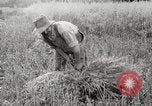 Image of wheat field United States USA, 1920, second 17 stock footage video 65675066806