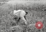 Image of wheat field United States USA, 1920, second 18 stock footage video 65675066806
