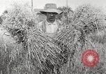 Image of wheat field United States USA, 1920, second 19 stock footage video 65675066806