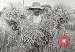 Image of wheat field United States USA, 1920, second 20 stock footage video 65675066806