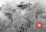 Image of wheat field United States USA, 1920, second 21 stock footage video 65675066806