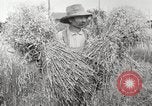 Image of wheat field United States USA, 1920, second 22 stock footage video 65675066806