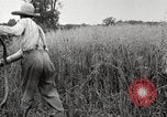 Image of wheat field United States USA, 1920, second 24 stock footage video 65675066806