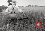 Image of wheat field United States USA, 1920, second 25 stock footage video 65675066806