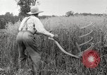 Image of wheat field United States USA, 1920, second 26 stock footage video 65675066806