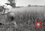 Image of wheat field United States USA, 1920, second 27 stock footage video 65675066806