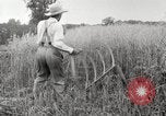 Image of wheat field United States USA, 1920, second 28 stock footage video 65675066806