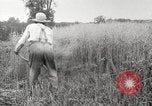 Image of wheat field United States USA, 1920, second 29 stock footage video 65675066806