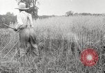 Image of wheat field United States USA, 1920, second 30 stock footage video 65675066806