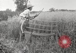Image of wheat field United States USA, 1920, second 31 stock footage video 65675066806