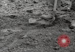 Image of planting of potatoes United States USA, 1920, second 7 stock footage video 65675066807