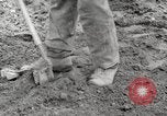 Image of planting of potatoes United States USA, 1920, second 12 stock footage video 65675066807