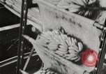 Image of unloading of bananas New Orleans Louisiana USA, 1917, second 5 stock footage video 65675066817