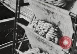 Image of unloading of bananas New Orleans Louisiana USA, 1917, second 6 stock footage video 65675066817