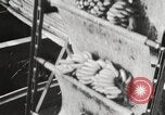 Image of unloading of bananas New Orleans Louisiana USA, 1917, second 7 stock footage video 65675066817