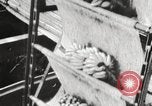 Image of unloading of bananas New Orleans Louisiana USA, 1917, second 13 stock footage video 65675066817