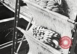 Image of unloading of bananas New Orleans Louisiana USA, 1917, second 14 stock footage video 65675066817