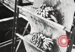 Image of unloading of bananas New Orleans Louisiana USA, 1917, second 16 stock footage video 65675066817