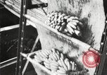 Image of unloading of bananas New Orleans Louisiana USA, 1917, second 17 stock footage video 65675066817