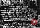 Image of Giant Sequoia Trees California United States USA, 1917, second 1 stock footage video 65675066828