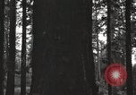 Image of Giant Sequoia Trees California United States USA, 1917, second 55 stock footage video 65675066828