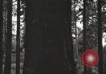 Image of Giant Sequoia Trees California United States USA, 1917, second 56 stock footage video 65675066828