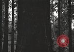 Image of Giant Sequoia Trees California United States USA, 1917, second 57 stock footage video 65675066828
