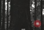 Image of Giant Sequoia Trees California United States USA, 1917, second 58 stock footage video 65675066828