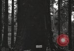 Image of Giant Sequoia Trees California United States USA, 1917, second 59 stock footage video 65675066828